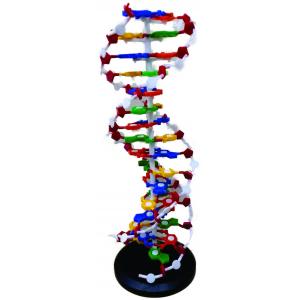 QUÍMICA-MODELOS MOLECULARES Y ADN