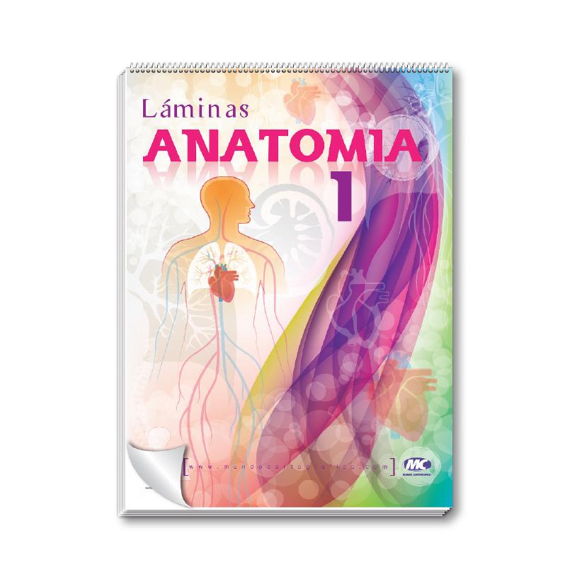 tapa anatomia